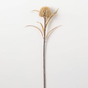 RAMA FALL BANKSIA