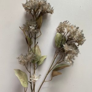 RAMA COTINUS GRIS