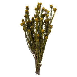 RAMA TORTUM YELLOW NAT