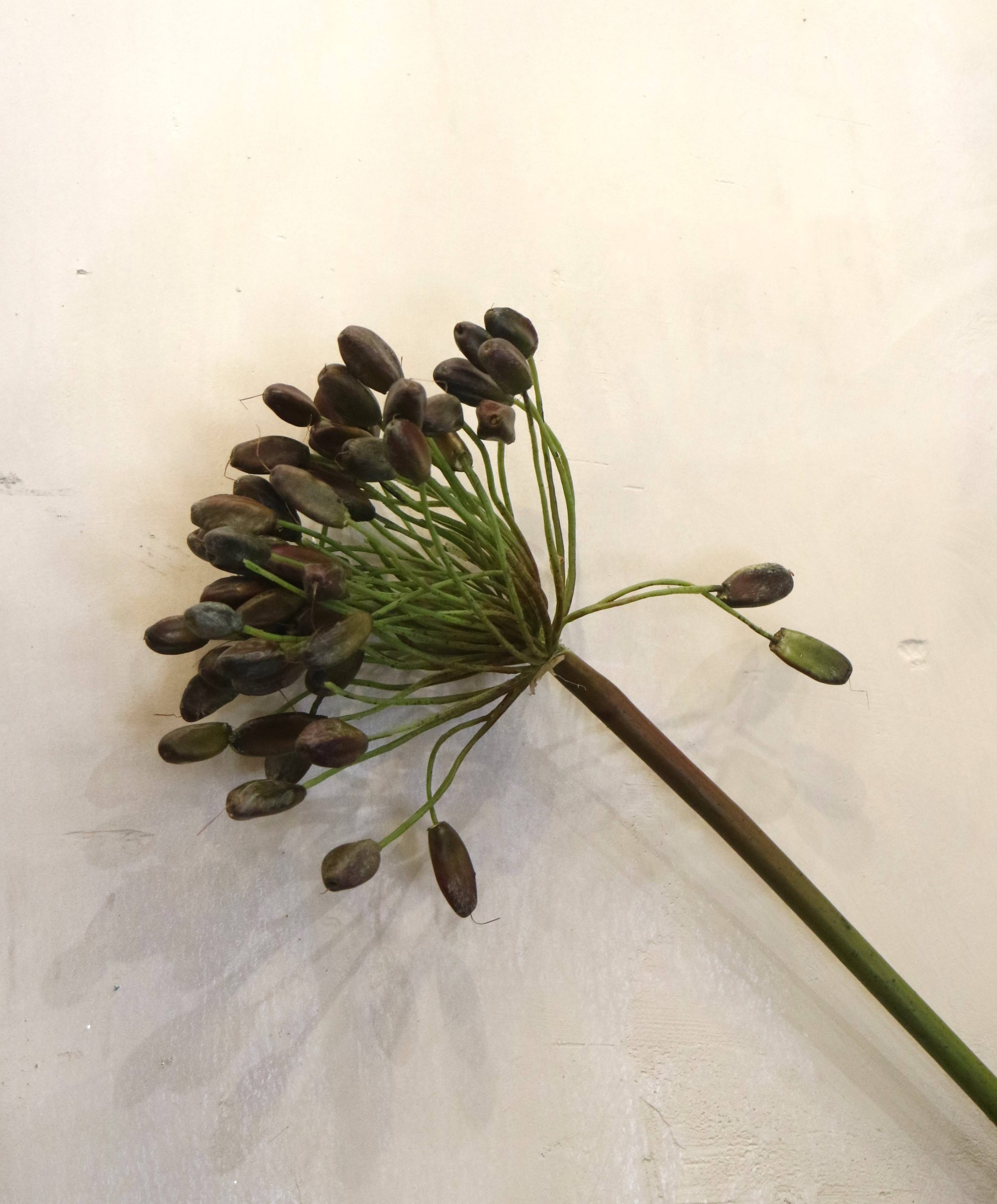 FLOR AGAPE