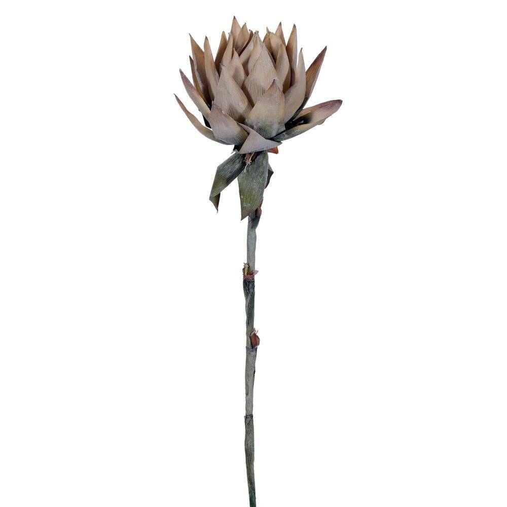 PROTEA CREAM DRIED