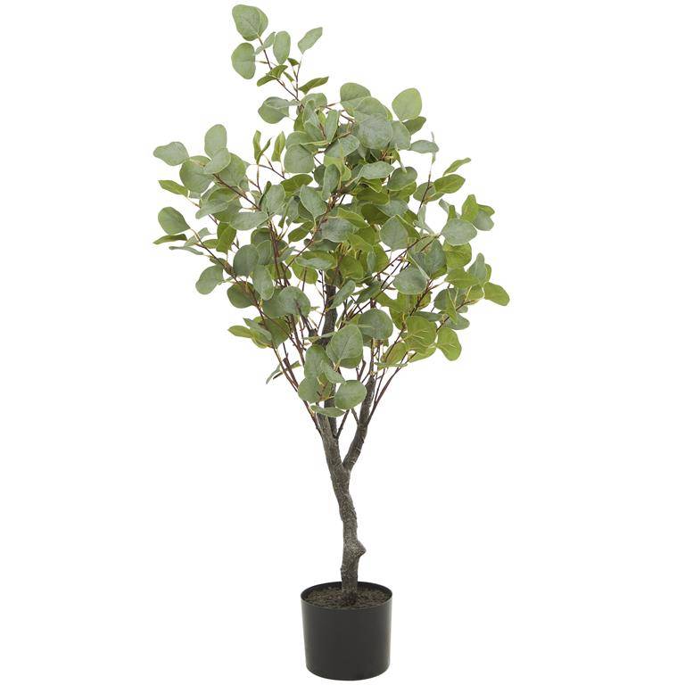 ARBOL EUCALIPTO - Imagen 3