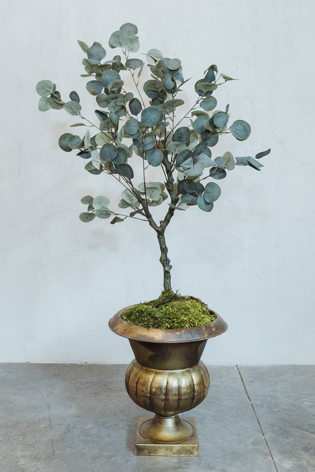 ARBOL EUCALIPTO - Imagen 2