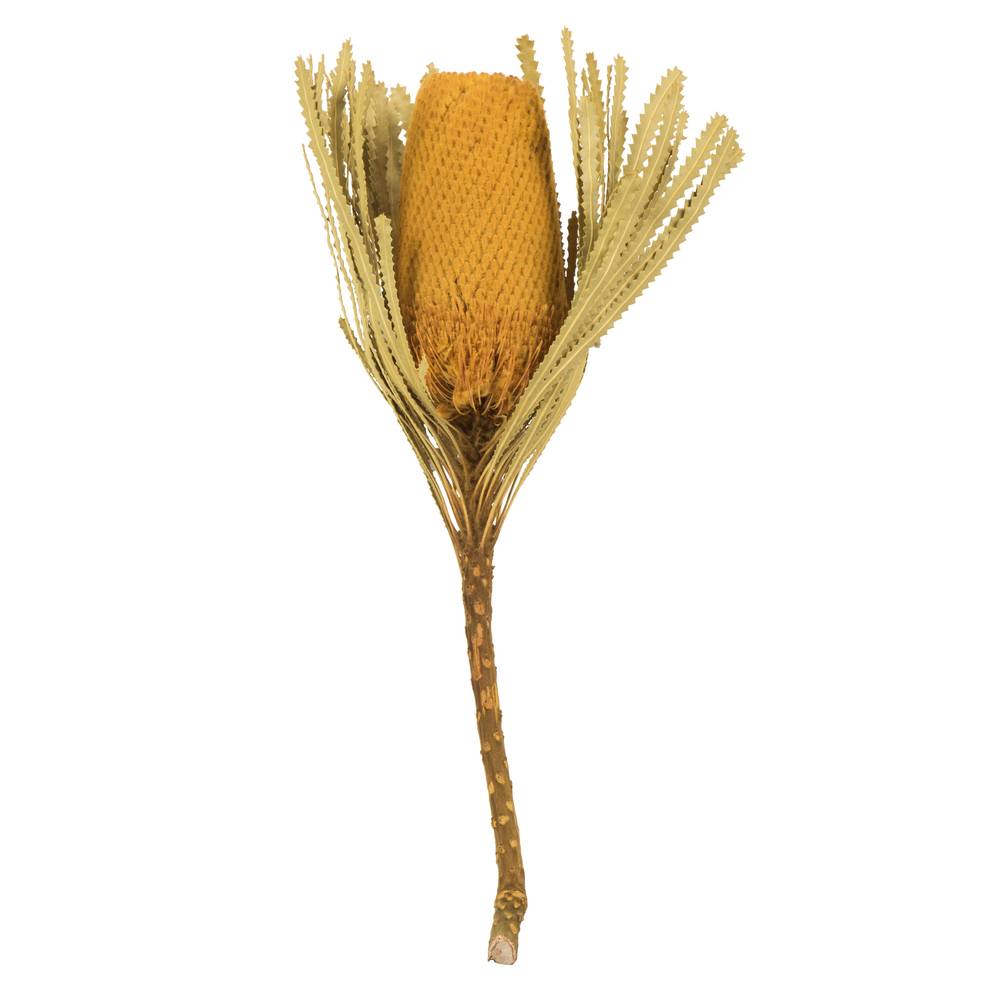 RAMA BANKSIA YELLOW NAT - Imagen 2