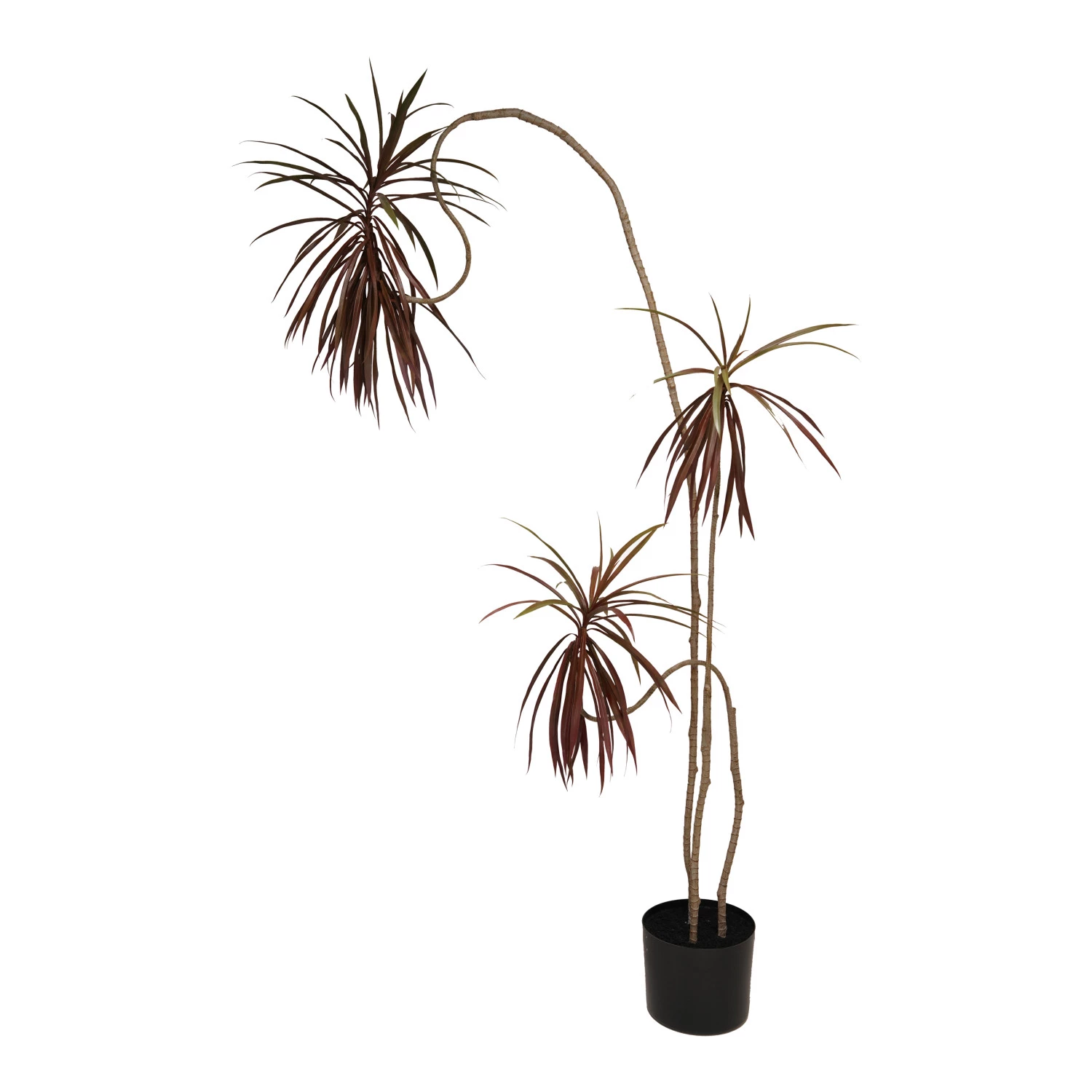 PLANTA DRACAENA - Imagen 2