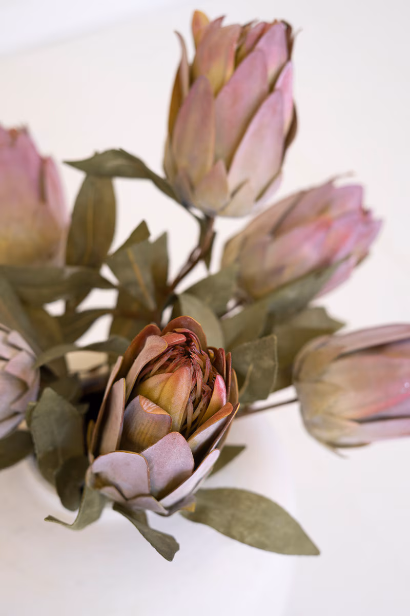 PROTEA BURNT ROSE