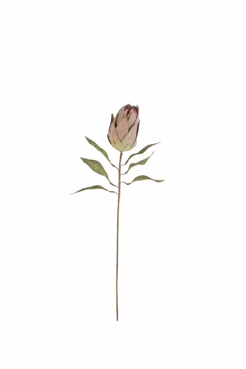 PROTEA BURNT ROSE - Imagen 3